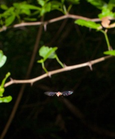 Unknown fly - 06.20.2010 - 09.32.13-2