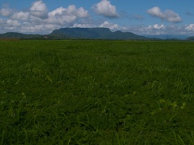 Wetland - 06.12.2010 - 08.50.07