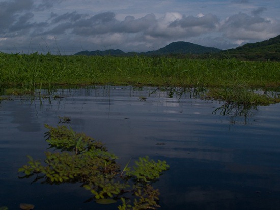 Wetland view - 06.15.2010 - 08.32.27