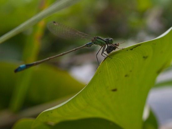 Damselfly eating prey - 07.03.2010 - 14.51.31