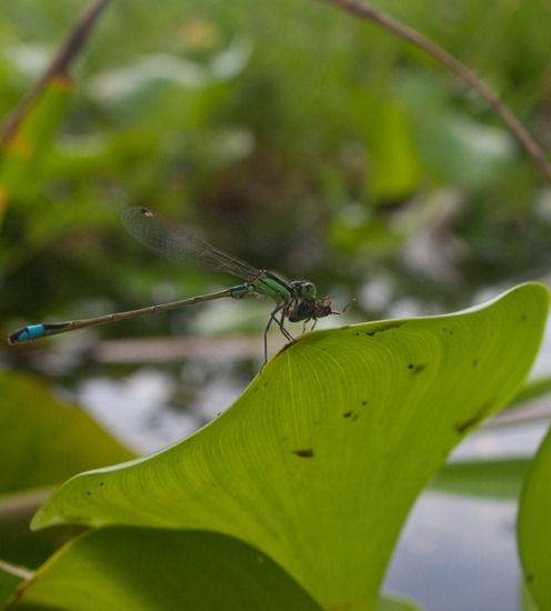 Damselfly eating prey - 07.03.2010 - 14.51.42