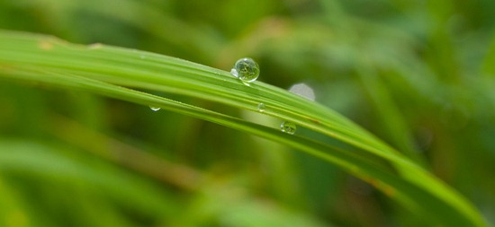 Droplet on Poaceae - 07.04.2010 - 07.52.32