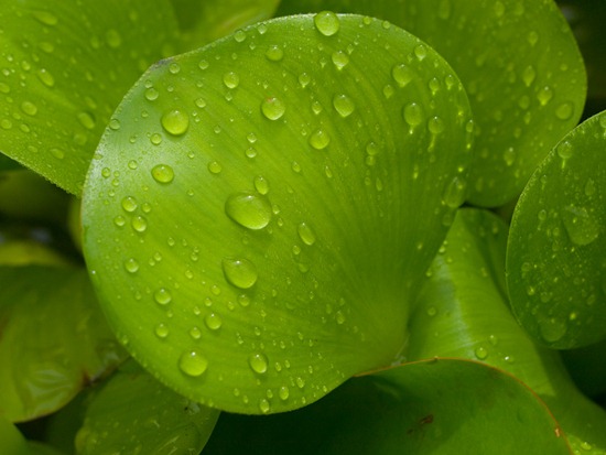 Droplets on Eichhornia crassipes - 07.04.2010 - 07.52.56