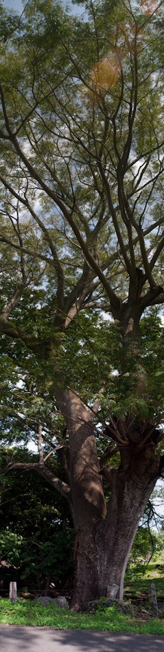 Guanacaste Tree - 06.30.2010 - 13.38.21_stitch