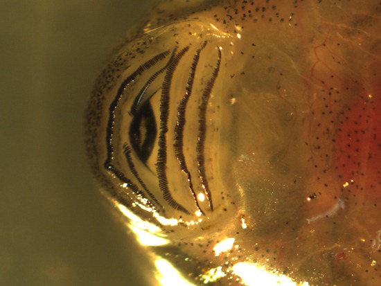 Leptodactylidae - Leptodactylus melanonotus - tadpole mouth - 07.04.2010 - 15.55.54