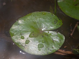 Nymphaeacea - Nymphaea prolifera - 06.27.2010 - 10.59.57