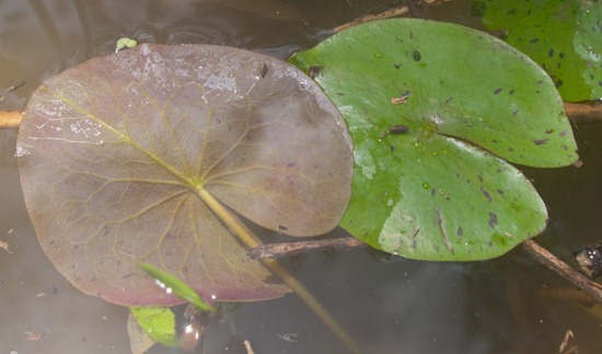 Nymphaeacea - Nymphaea prolifera - 06.27.2010 - 11.00.16