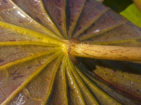 Nyphaeaceae - Nyphaea amazonum - 06.23.2010 - 08.27.24