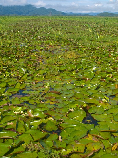 Nyphaeaceae - Nyphaea amazonum - 06.23.2010 - 08.27.47