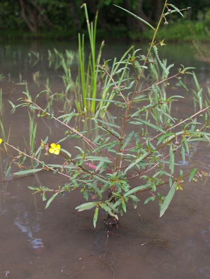 Onagraceae - Ludwigia erecta - 06.30.2010 - 09.45.14