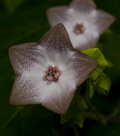 Unknown Solanaceae - 07.05.2010 - 09.17.42