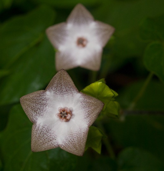 Unknown Solanaceae - 07.05.2010 - 09.17.55