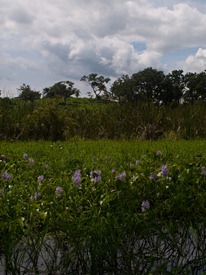 Wetland 2 - 06.30.2010 - 13.24.28