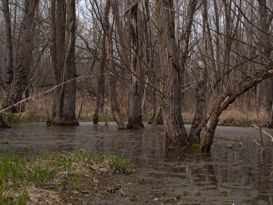 Muscarella wetland - 04.02.2010 - 14.58.14