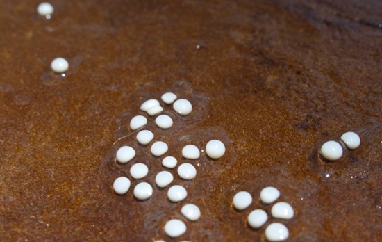 Northern Two-lined Salamander Eggs - Eurycea bislineata - 04.29.2010 - 10.59.57