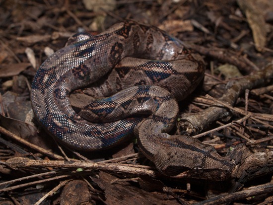 Boaidae - Boa constrictor juvenile - 07.15.2010 - 10.26.49