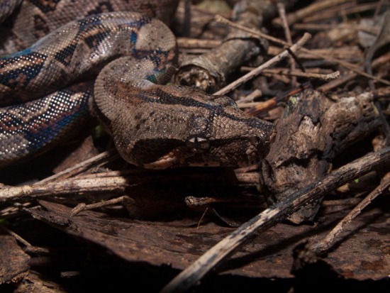 Boaidae - Boa constrictor juvenile - 07.15.2010 - 10.27.07