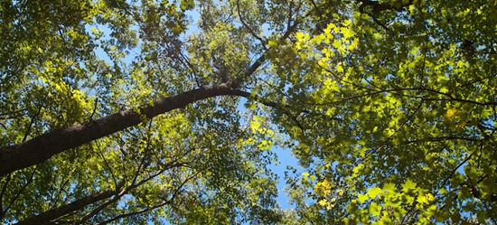 Camping at Zaleski State Forest - 09.05.2010 - 13.11.23_stitch