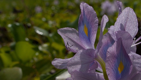 Eichornia crassipes flower - 09.14.2010 - 10.44.34