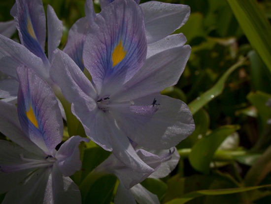 Eichornia crassipes flower - 09.14.2010 - 11.45.59