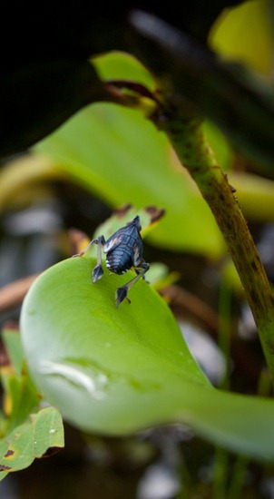 Paddling hemipteran - 09.14.2010 - 10.03.18