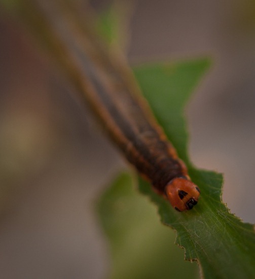 Thalia skipper larvae - Hesperiidae - 09.15.2010 - 19.35.21