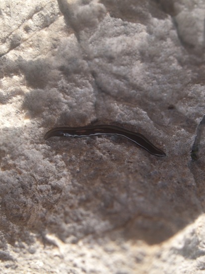 Unknown flatworm - 07.15.2010 - 06.06.51