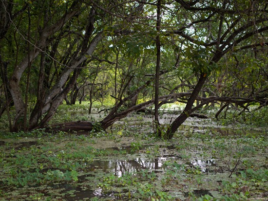 Wetland entrance - 09.14.2010 - 09.24.14