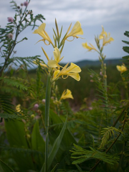 Cannaceae - Canna glauca - 07.14.2010 - 09.15.13