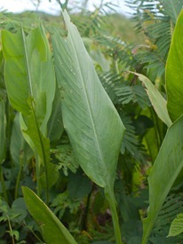 Cannaceae - Canna glauca - 07.14.2010 - 09.15.20