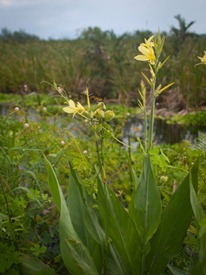 Cannaceae - Canna glauca - 07.14.2010 - 09.16.26