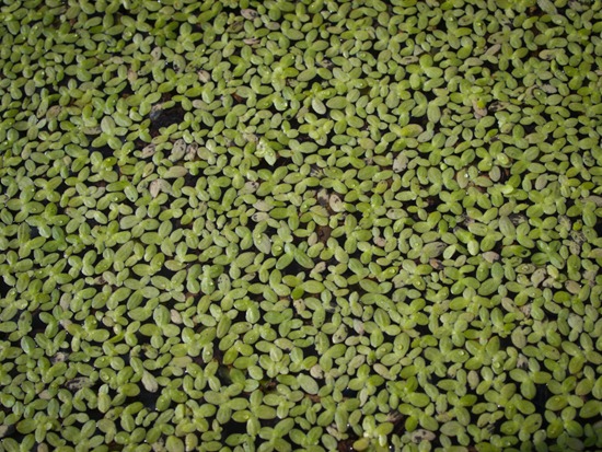 Duckweed - Lemna aequinoctialis - 07.07.2010 - 07.58.41