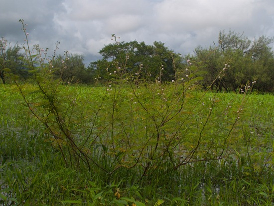 Lazaro Wetland - Mimosa Pigra - 07.07.2010 - 08.35.19