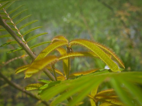 Mimosa pigra fruit - 06.27.2010 - 11.01.39