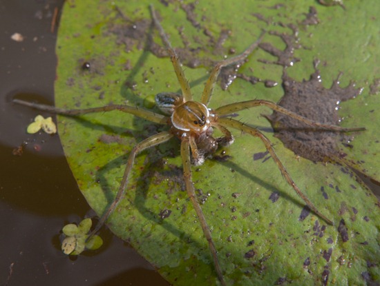 Spider consuming fly on Nymphea - 07.07.2010 - 08.37.14