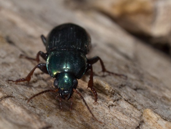 Unknown beetle - 04.02.2010 - 14.21.31