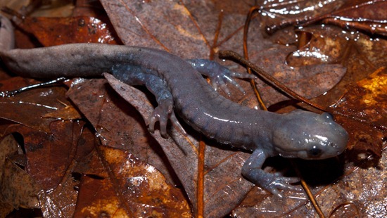 Jefferson Salamander - Ambystoma jeffersonianum - 03.09.2011 - 22.18.11