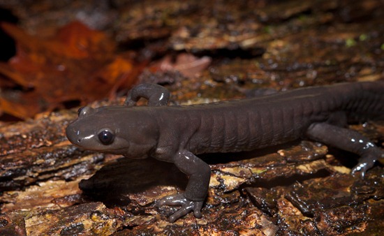 Jefferson Salamander - Ambystoma jeffersonianum - 03.09.2011 - 21.38.57