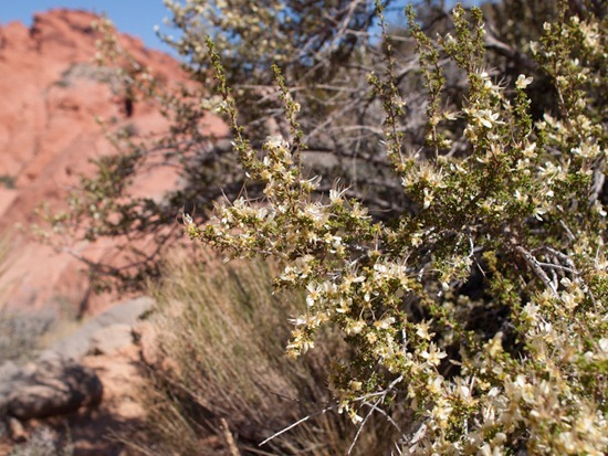 Apache plume - Fullugia paradoxa - Rosaceae - 05.03.2012 - 18.19.47