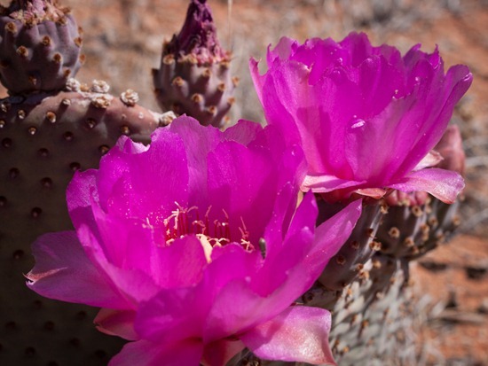 Beavertail cactus - Opuntia basilaris - 05.03.2012 - 17.56.23