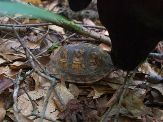 Eastern Box Turtle - Terrapene carolina carolina - 05.27.2012 - 10.50.39