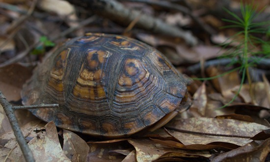 Eastern Box Turtle - Terrapene carolina carolina - 05.27.2012 - 10.53.49