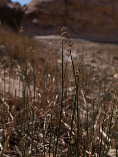 Juncaceae - Juncus mexicanus (balticus) - Baltic Grass - 05.03.2012 - 19.47.29