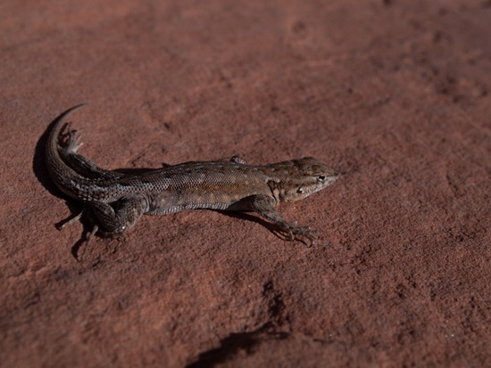 Phrynosomatidae - Sceloporus occidentalis - Western Fence Lizard - 05.03.2012 - 20.07.51