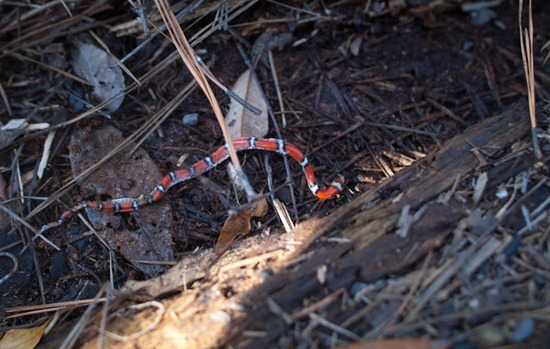 Dead milk snake - Lampropeltis triangulum - 06.02.2012 - 18.44.06