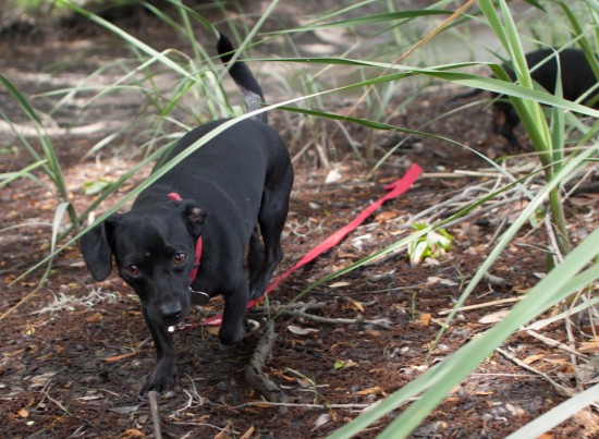 Amos and Eva Sniffing in Savannah - 20130421 - 16