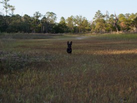 Skidaway Island State Park with Amos - 10.09.2012 - 14.45.20