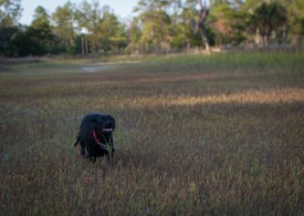 Skidaway Island State Park with Amos - 10.09.2012 - 14.45.28