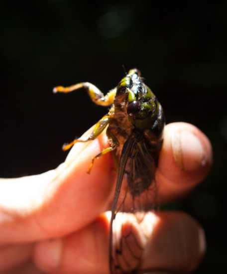 Cicada - 20130617 - 2