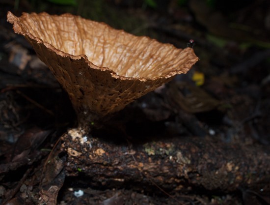 Cup fungus - Ascomycetes - 20130621 - 1-2